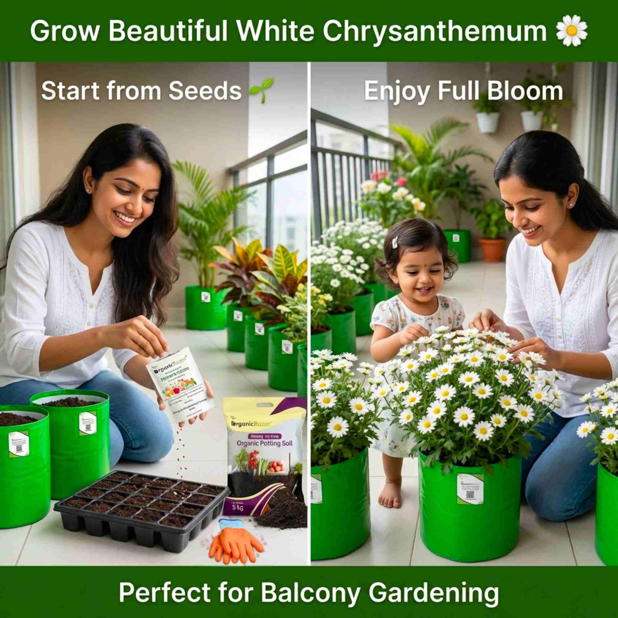 Chrysanthemum Paludosam White Seeds - 300 Seeds (Guldaudi/Chandra Mallika/गुलदाउदी के बीज) High Germination/ Easy To grow/ Perfect for pots, balconies, or Terrace gardens - Image 2