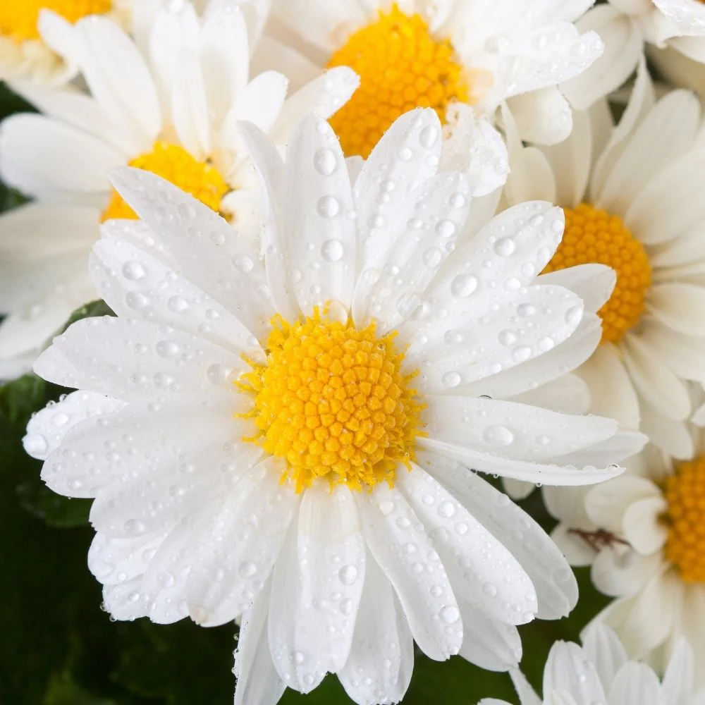 Chrysanthemum Paludosam White Seeds - 300 Seeds (Guldaudi/Chandra Mallika/गुलदाउदी के बीज) High Germination/ Easy To grow/ Perfect for pots, balconies, or Terrace gardens - Image 3