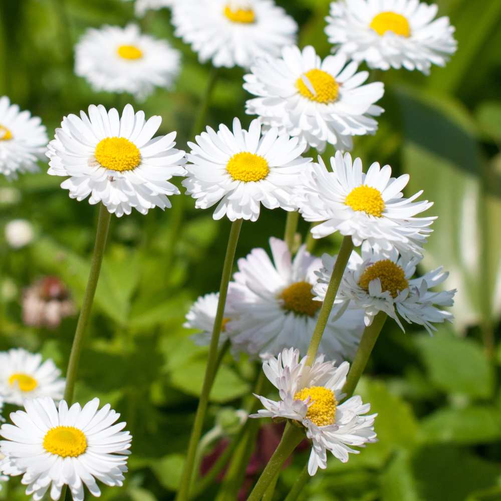 Chrysanthemum Paludosam White Seeds - 300 Seeds (Guldaudi/Chandra Mallika/गुलदाउदी के बीज) High Germination/ Easy To grow/ Perfect for pots, balconies, or Terrace gardens - Image 4