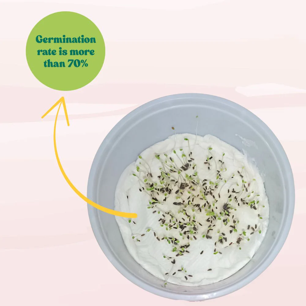 Chrysanthemum Paludosam White Seeds - 300 Seeds (Guldaudi/Chandra Mallika/गुलदाउदी के बीज) High Germination/ Easy To grow/ Perfect for pots, balconies, or Terrace gardens - Image 6