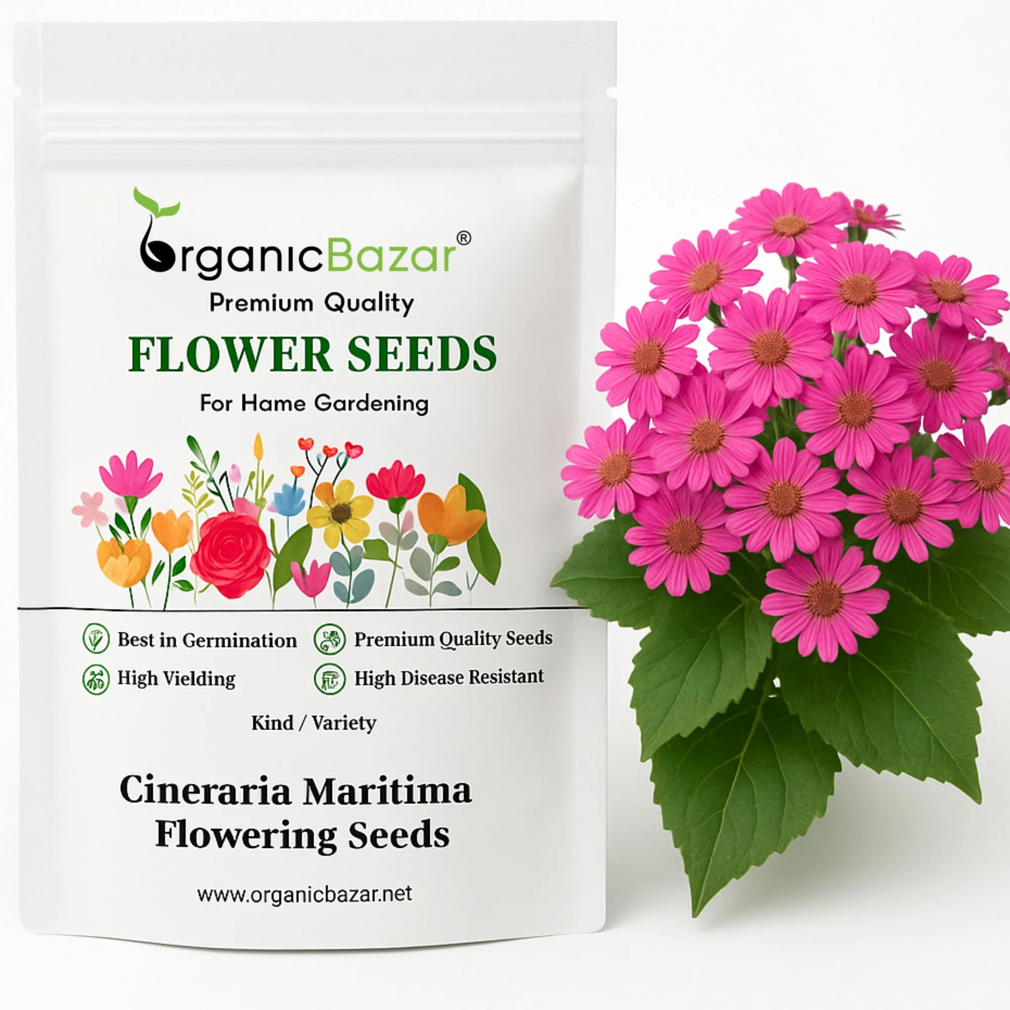 Cineraria Maritima Flowering Seeds (50 Seeds) High Germination/ Easy To grow/ Perfect for pots, balconies, or Terrace gardens