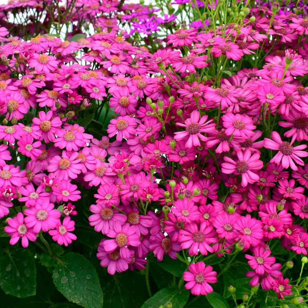Cineraria Maritima Flowering Seeds (50 Seeds) High Germination/ Easy To grow/ Perfect for pots, balconies, or Terrace gardens - Image 2