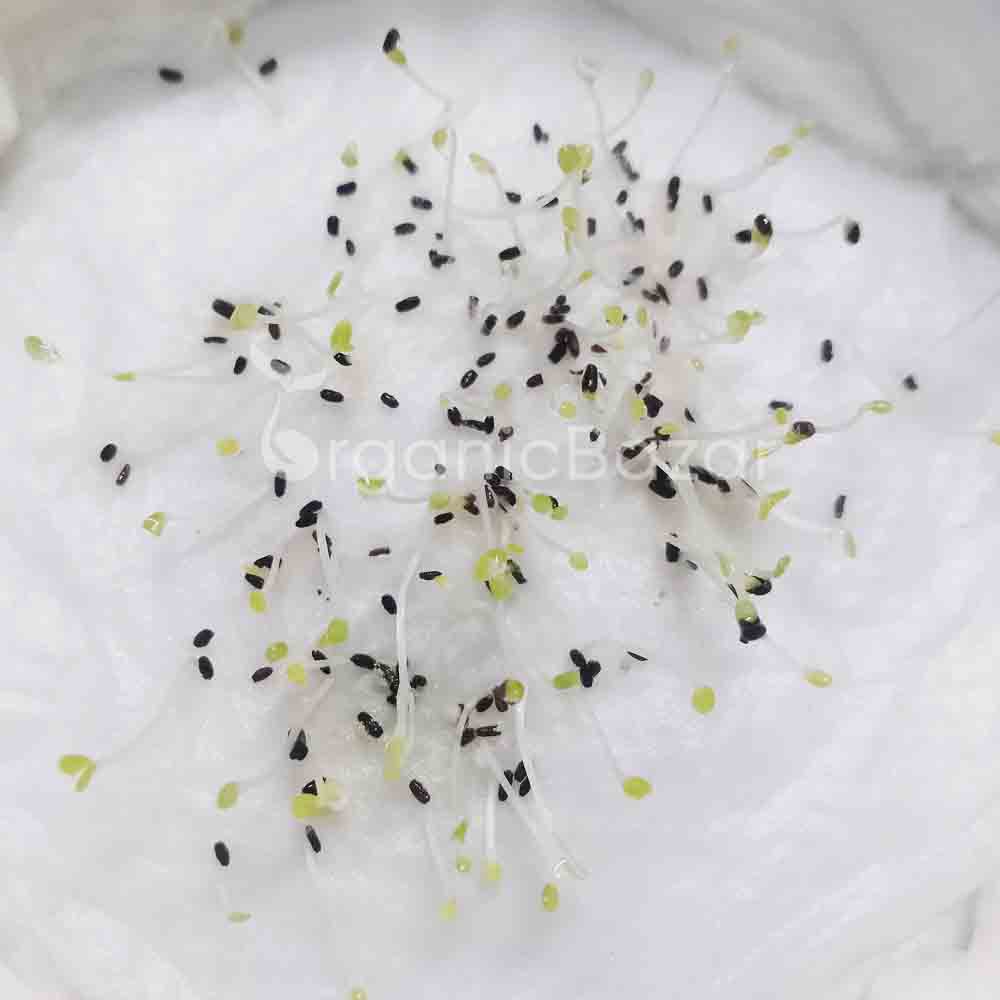 Cineraria Maritima Flowering Seeds (50 Seeds) High Germination/ Easy To grow/ Perfect for pots, balconies, or Terrace gardens - Image 4