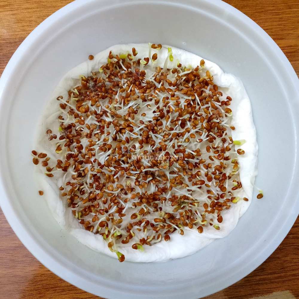 Clover Microgreen Seeds (25g) - Image 2
