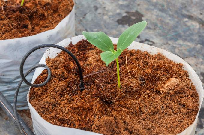 Cocopeat Block 500 g - Expands Upto 3 Litres Of Powder - Image 5