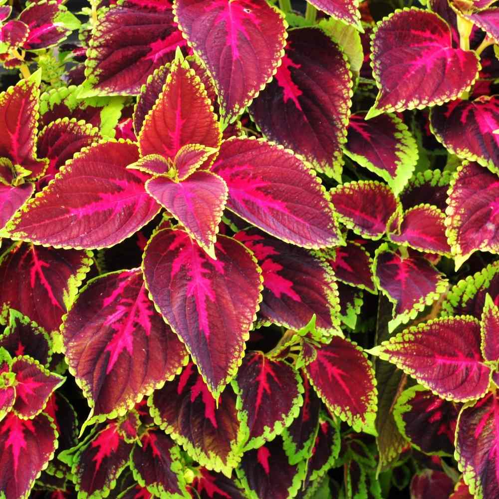 Coleus Rainbow Mixed Seeds (200 Seeds) High Germination/ Easy To grow/ Perfect for pots, balconies, or Terrace gardens - Image 2