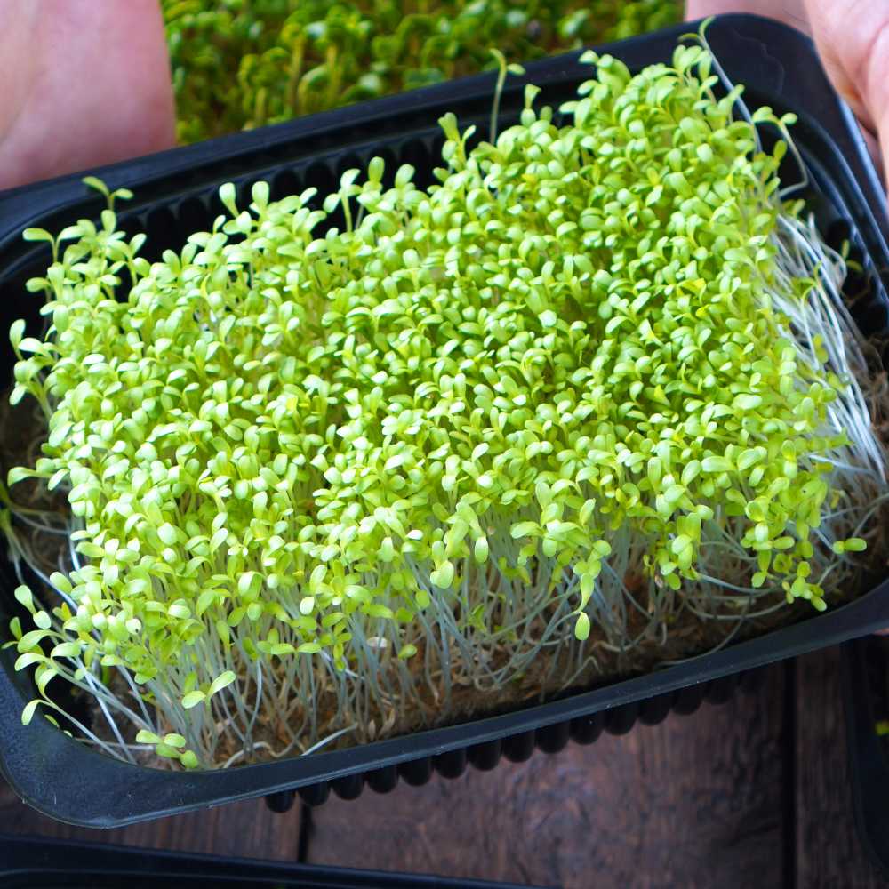 Collard Green Microgreen Seeds (25g) - Image 2