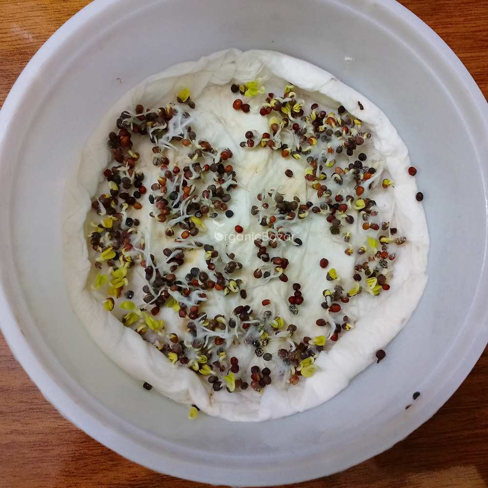 Collard Seeds (300 Seeds) - Image 3