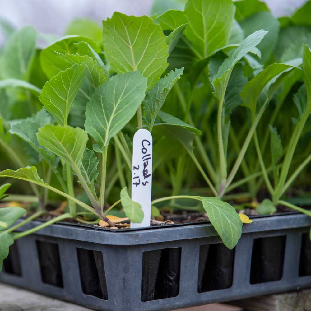 Collard Seeds (300 Seeds) - Image 4