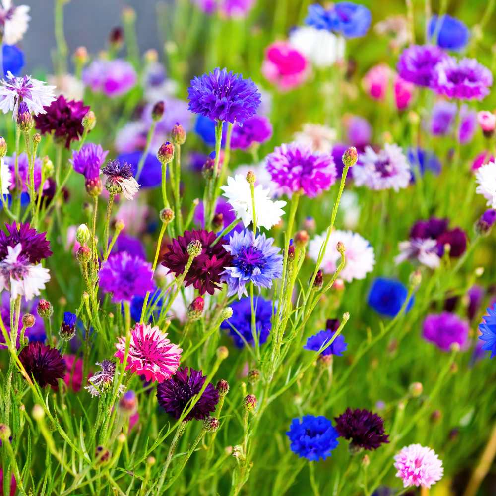 Cornflower Dwarf Double Polka Dot Mix Seeds (100 Seeds) - Image 2