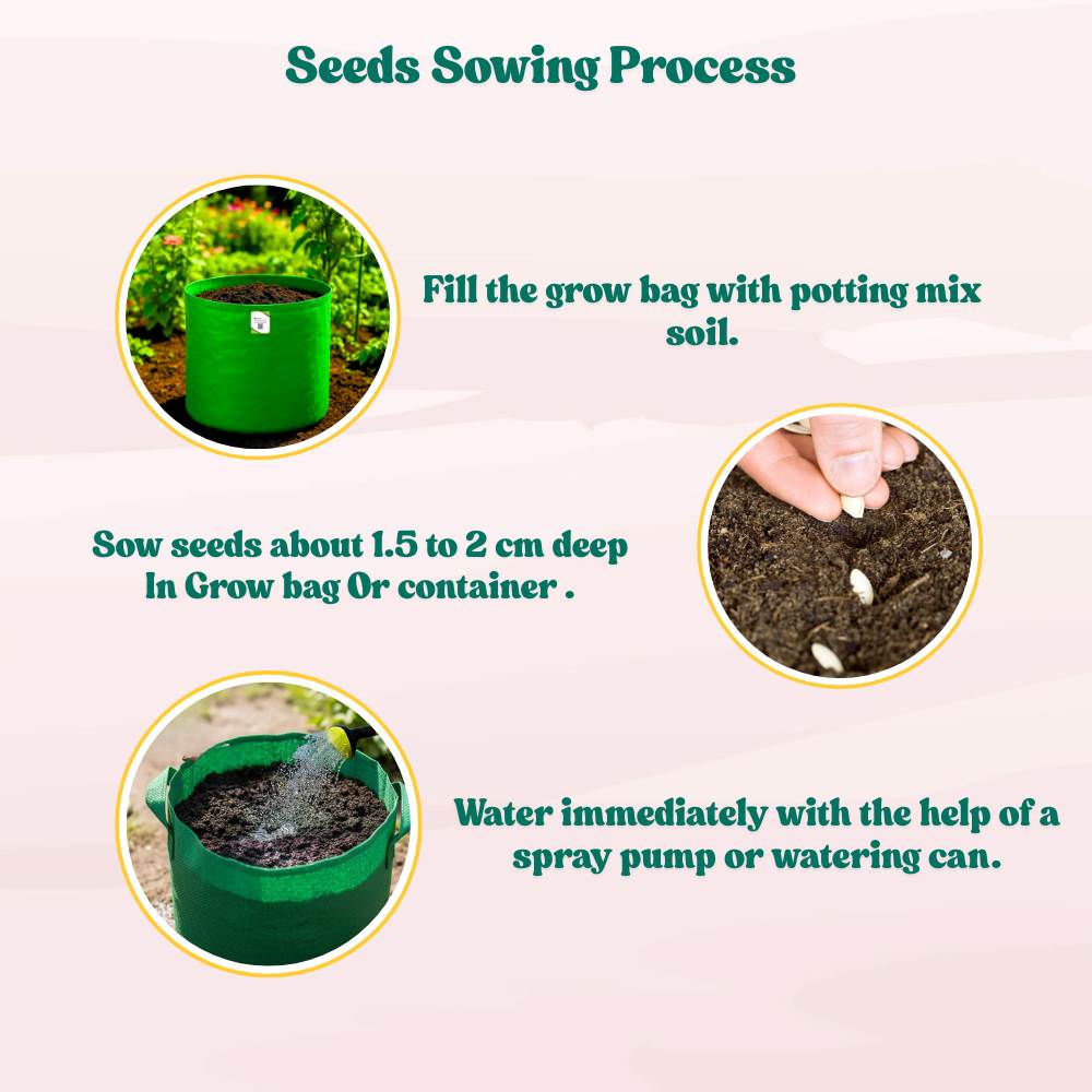 Cowpea (Lobia) Scarlet Long-Red Seeds - 30 Seeds (Red Barbati Lobia Beans/ लाल लोबिया/बरबटी के बीज) High Germination, Easy to Grow, High Yield Seeds For Terrace Gardening - Image 5