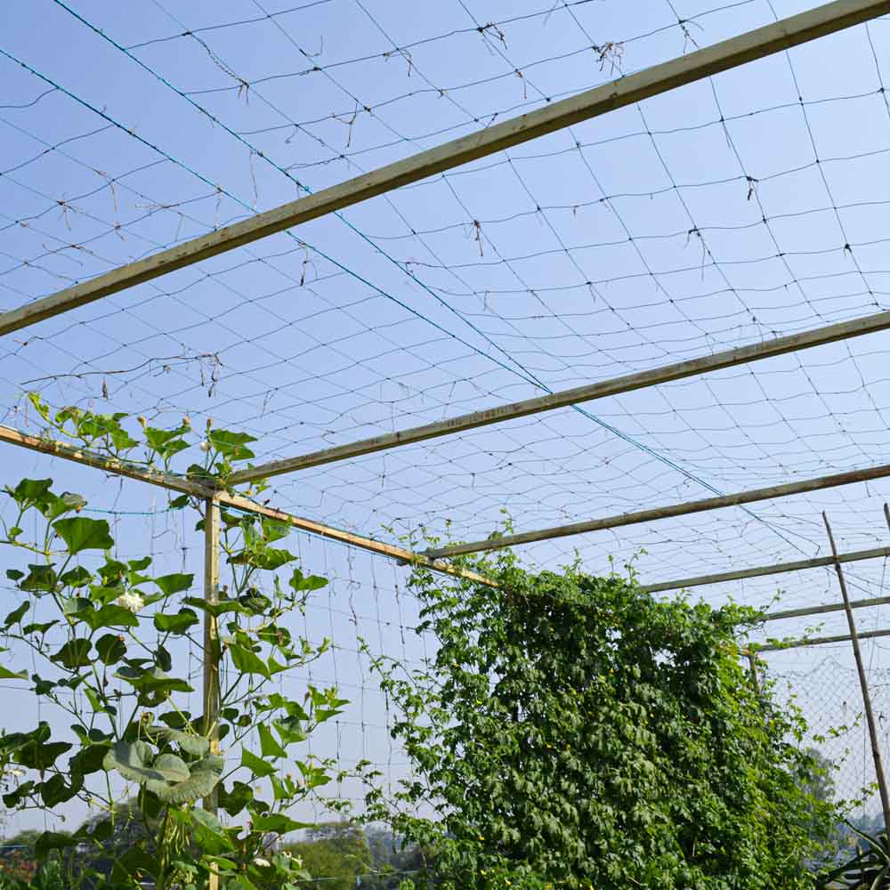 Creeper Net for Plant Support – 1.5m x 3m | UV-Treated Blue Netting - Image 7