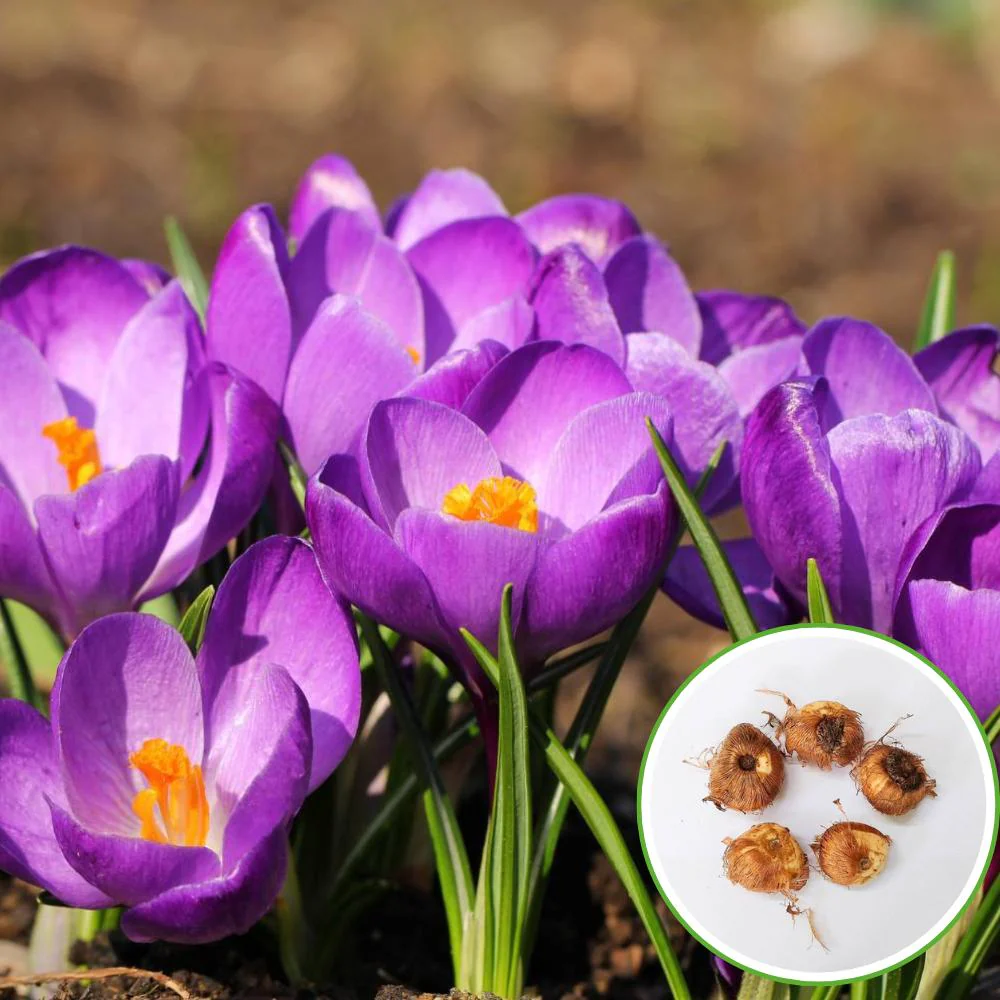 Crocus Flower Record (Purple) Bulbs (05N) - Image 2