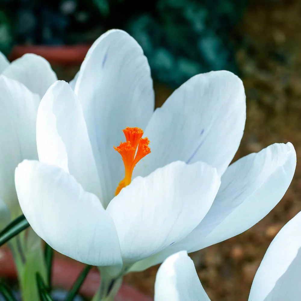 Crocus Jeanne D'arc (White) Flower Bulbs (05N) - Image 3