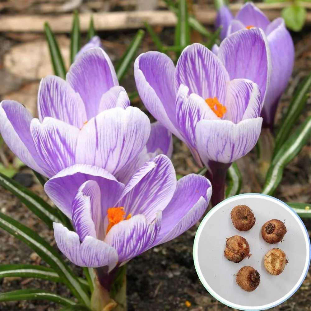 Crocus Pickwick Flower Bulbs (05N) - Image 2