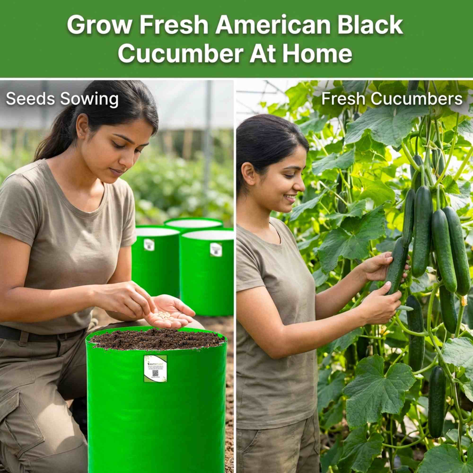Cucumber American Black Seeds - 20 Seeds (Kakdi/ककड़ी/खीरा के बीज) High Germination, Easy to Grow, High Yield Seeds For Terrace Gardening - Image 2