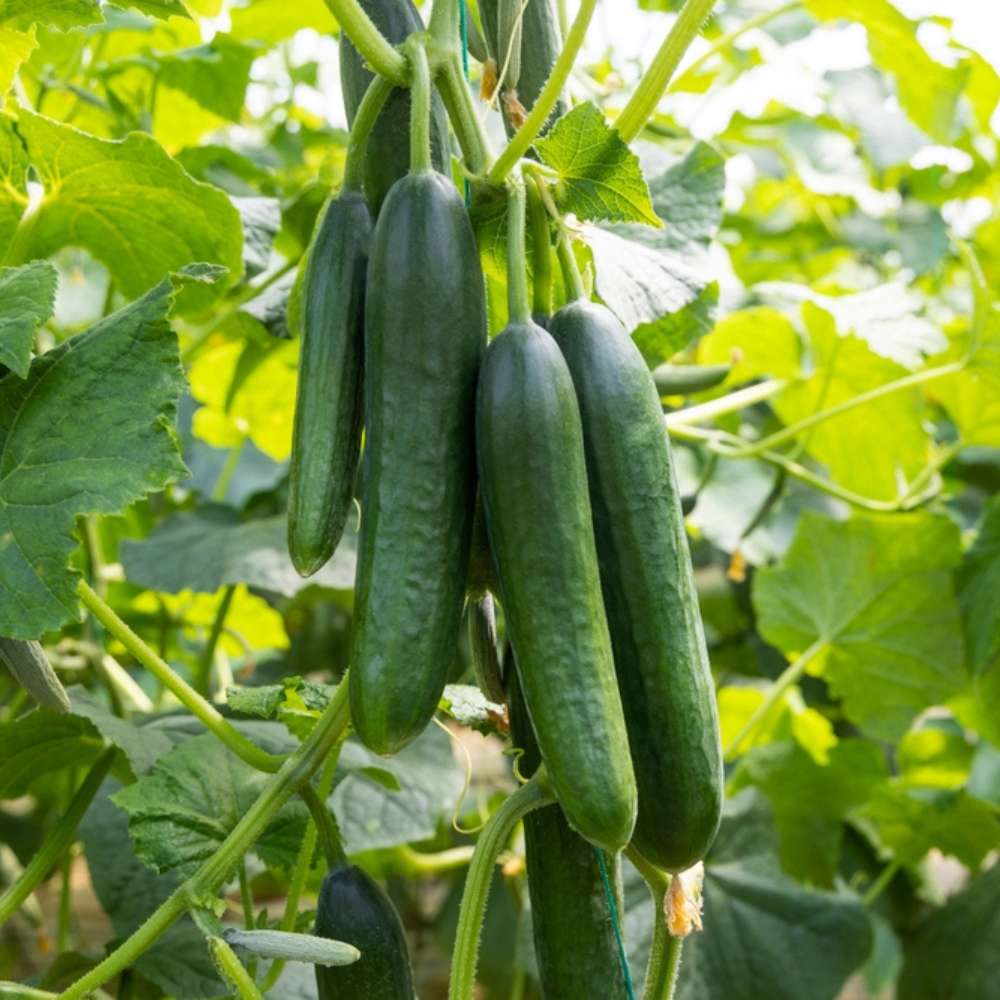 Cucumber American Black Seeds - 20 Seeds (Kakdi/ककड़ी/खीरा के बीज) High Germination, Easy to Grow, High Yield Seeds For Terrace Gardening - Image 4