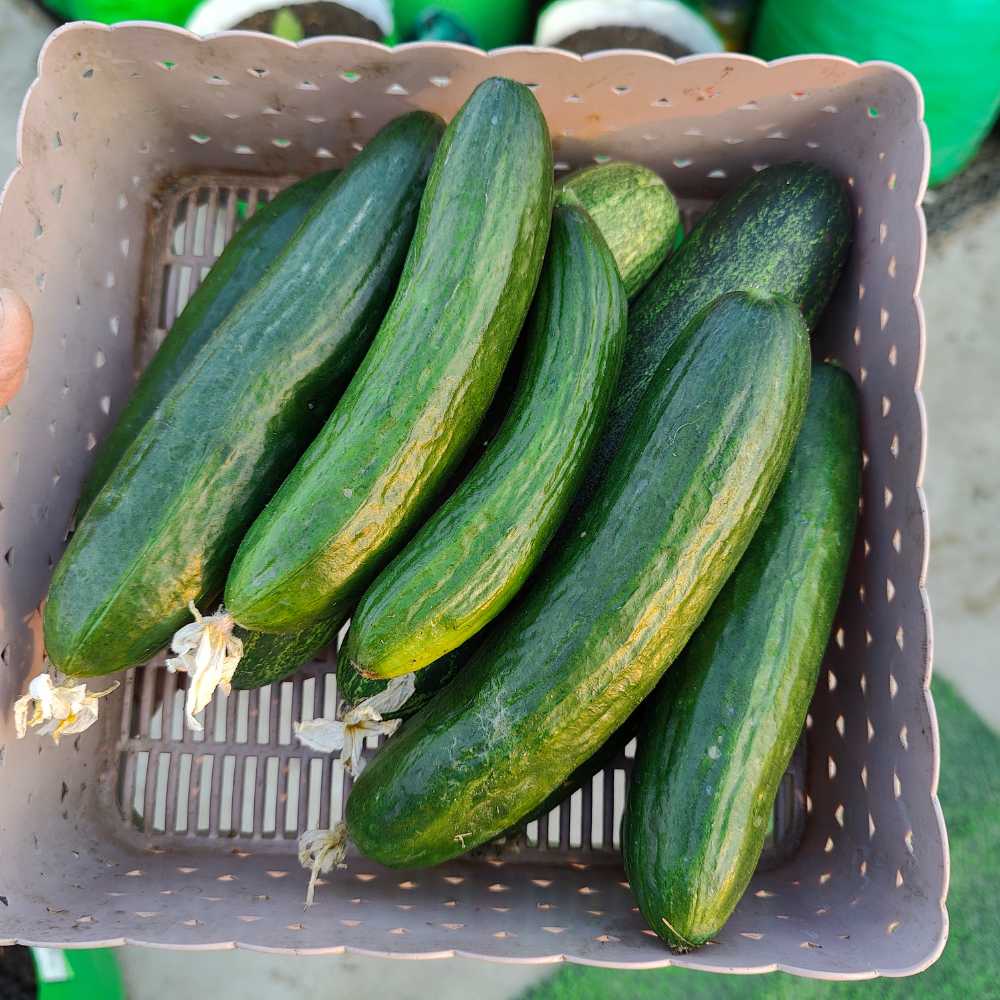 Cucumber American Black Seeds - 20 Seeds (Kakdi/ककड़ी/खीरा के बीज) High Germination, Easy to Grow, High Yield Seeds For Terrace Gardening - Image 5