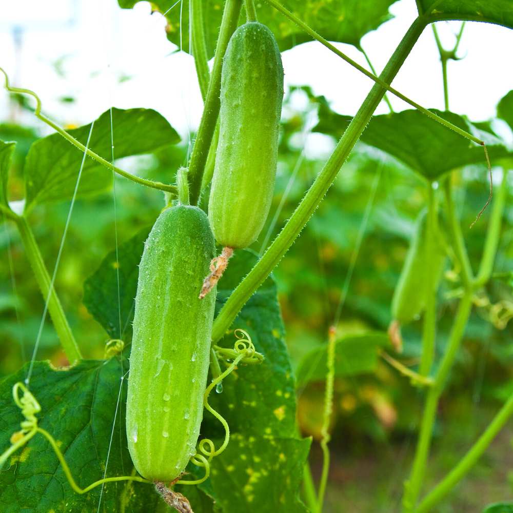 Cucumber Light Green Seeds - 20 Seeds (Kakdi/ककड़ी/खीरा के बीज) High Germination, Easy to Grow, High Yield Seeds For Terrace Gardening - Image 3