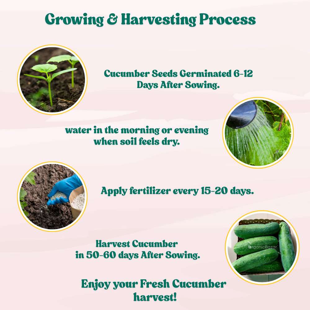 Cucumber (Kheera) Hybrid Seeds - 20 Seeds (Kakdi/ककड़ी/खीरा के बीज) - High Germination, Easy to Grow, High Yield Seeds For Terrace Gardening - Image 10