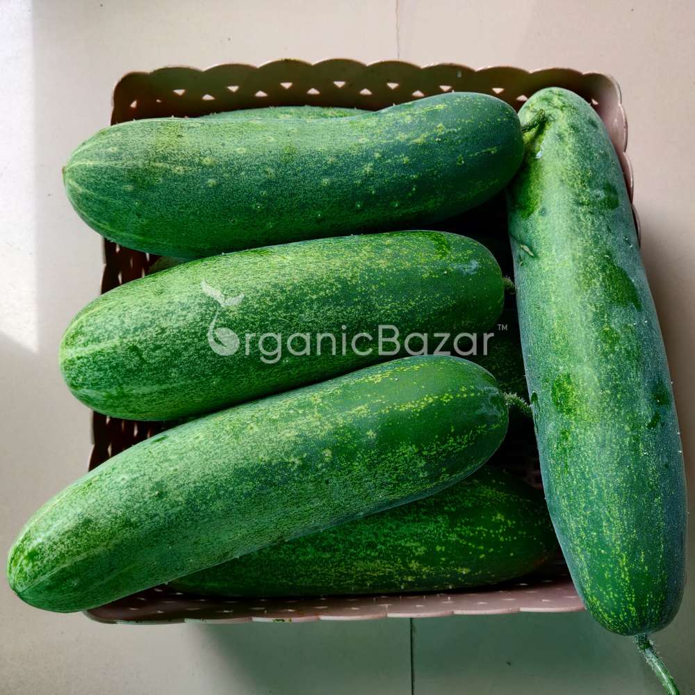 Cucumber (Kheera) Hybrid Seeds - 20 Seeds (Kakdi/ककड़ी/खीरा के बीज) - High Germination, Easy to Grow, High Yield Seeds For Terrace Gardening - Image 6