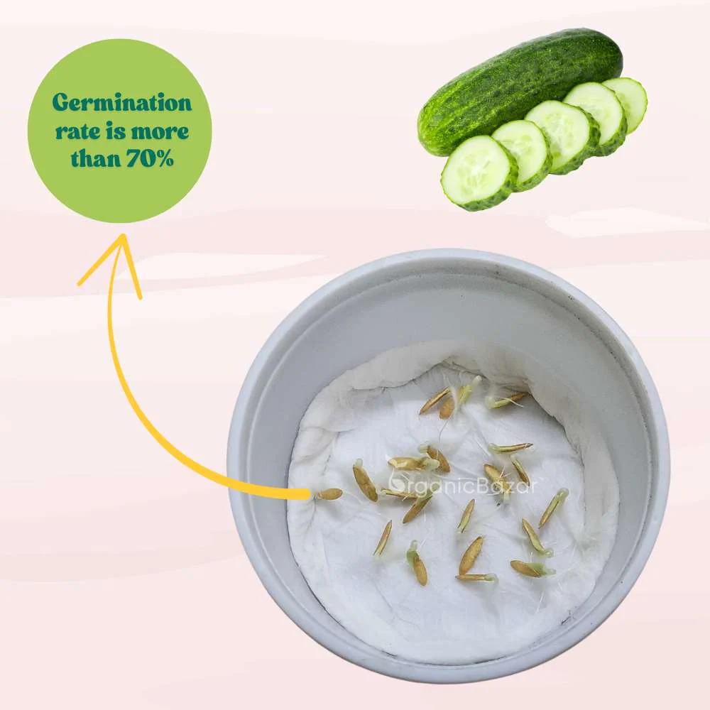 Cucumber (Kheera) Hybrid Seeds - 20 Seeds (Kakdi/ककड़ी/खीरा के बीज) - High Germination, Easy to Grow, High Yield Seeds For Terrace Gardening - Image 8