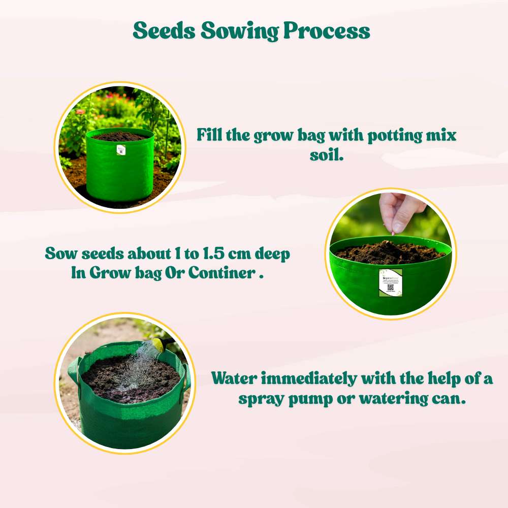 Cucumber (Kheera) Hybrid Seeds - 20 Seeds (Kakdi/ककड़ी/खीरा के बीज) - High Germination, Easy to Grow, High Yield Seeds For Terrace Gardening - Image 9