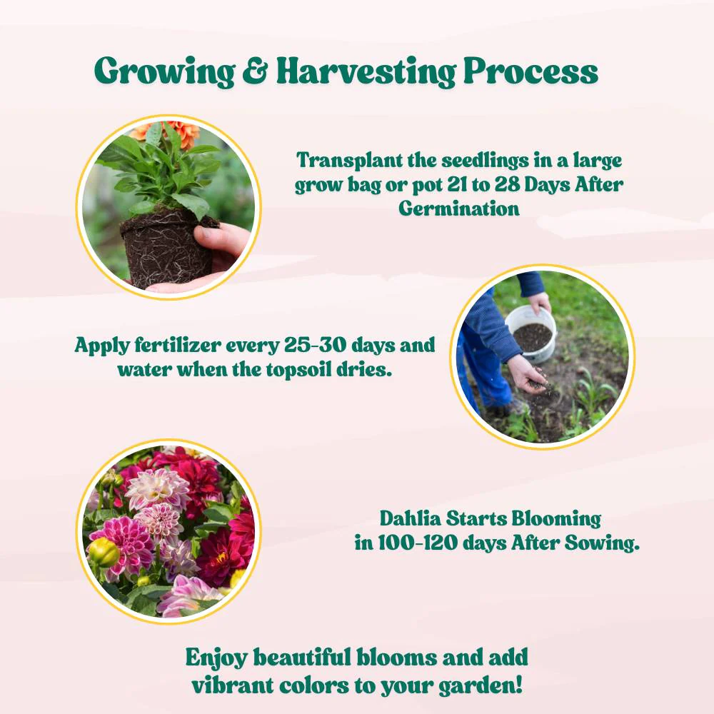 Dahlia Unwins Mix Seeds (50 Seeds) Easy To Grow, High Germination, Perfect for pots, balconies, or Terrace gardens - Image 6