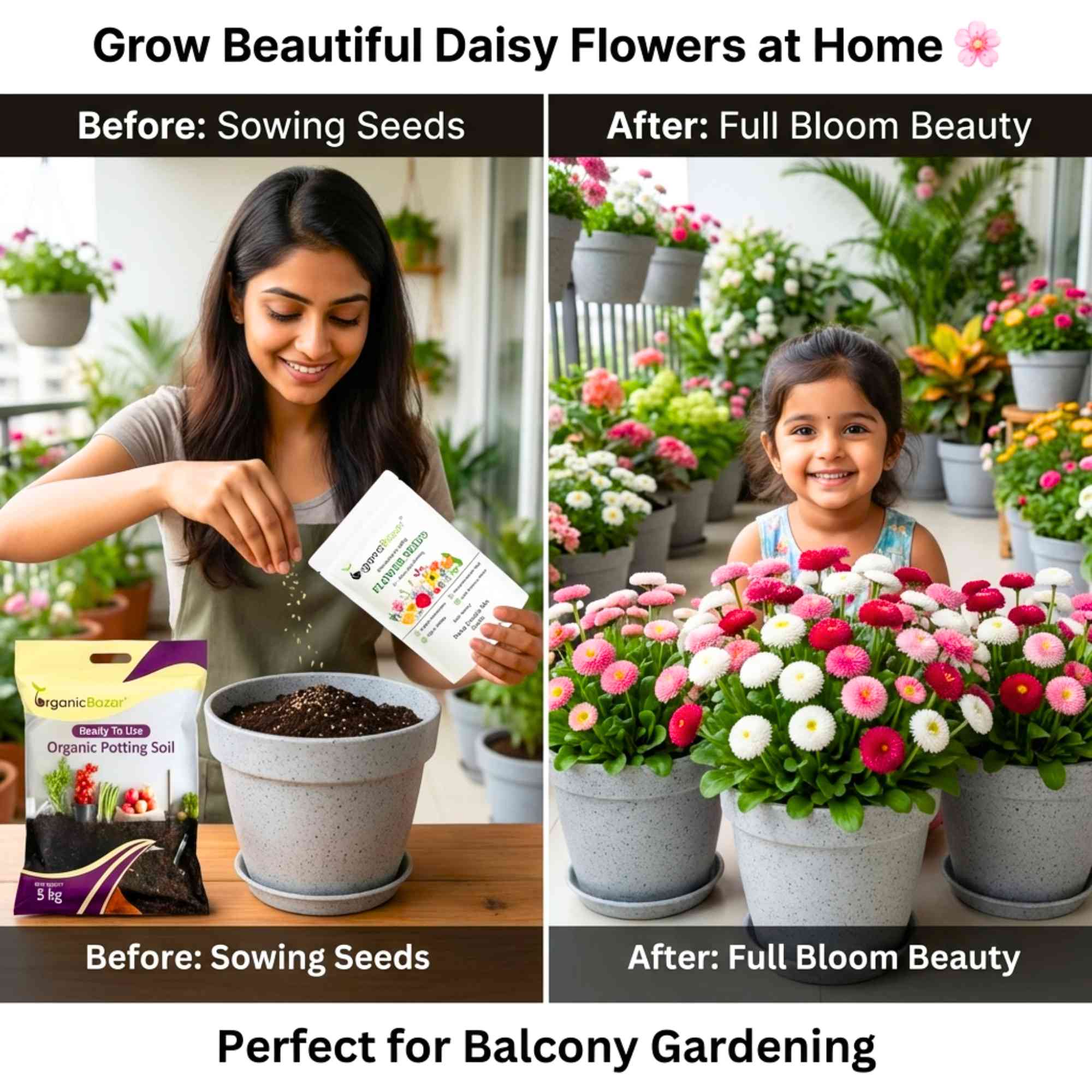 Daisy Double Mix Seeds - 300 Seeds (Gulbahar/गुलबहार का बीज) Easy To Grow, High Germination, Perfect for pots, balconies, or Terrace gardens - Image 2