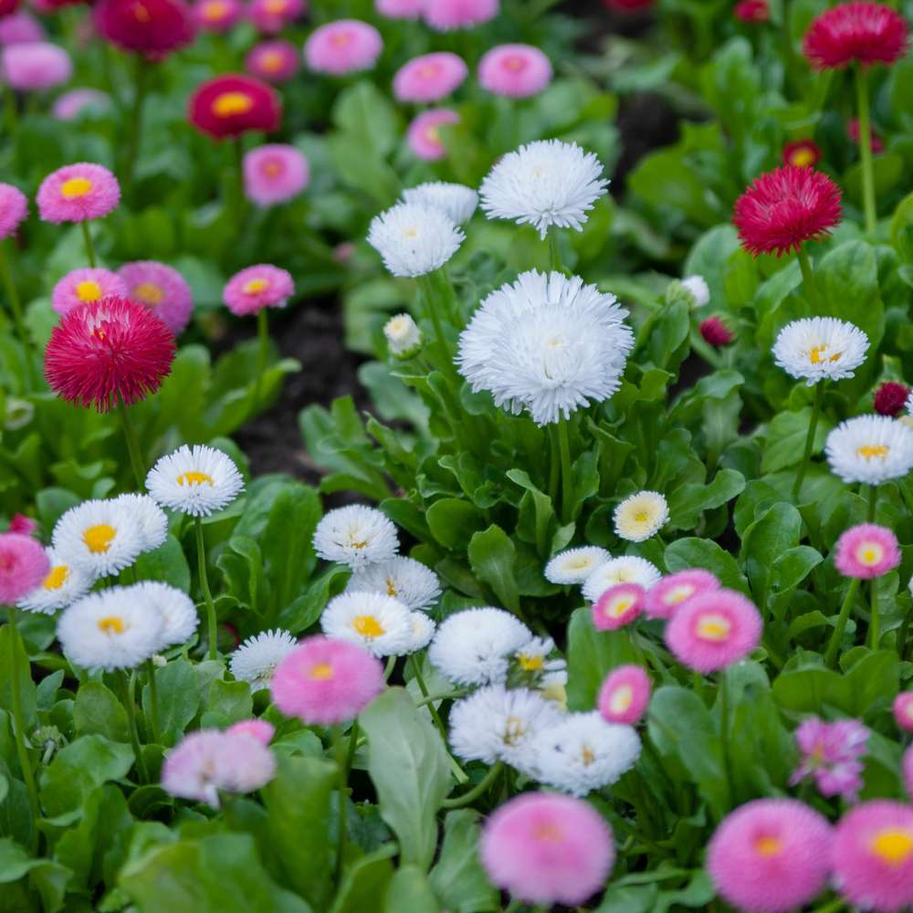 Daisy Double Mix Seeds - 300 Seeds (Gulbahar/गुलबहार का बीज) Easy To Grow, High Germination, Perfect for pots, balconies, or Terrace gardens - Image 3