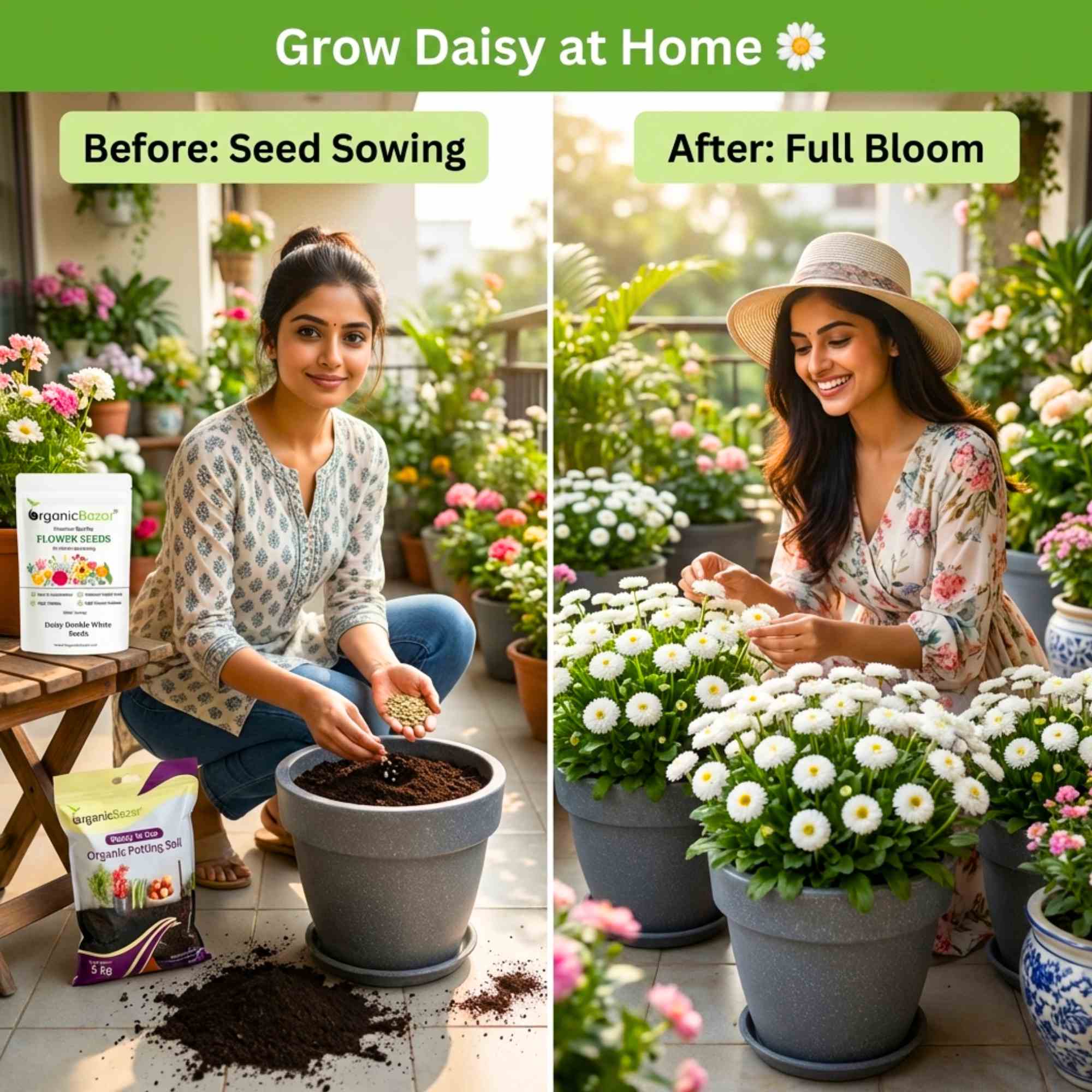 Daisy Double White Seeds - 300 Seeds (Gulbahar/गुलबहार का बीज) Easy To Grow, High Germination, Perfect for pots, balconies, or Terrace gardens - Image 2