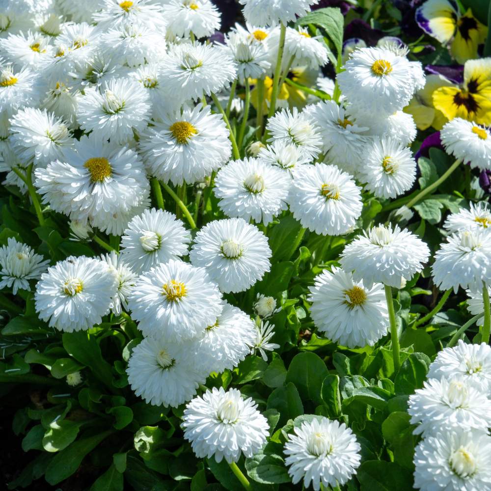 Daisy Double White Seeds - 300 Seeds (Gulbahar/गुलबहार का बीज) Easy To Grow, High Germination, Perfect for pots, balconies, or Terrace gardens - Image 3