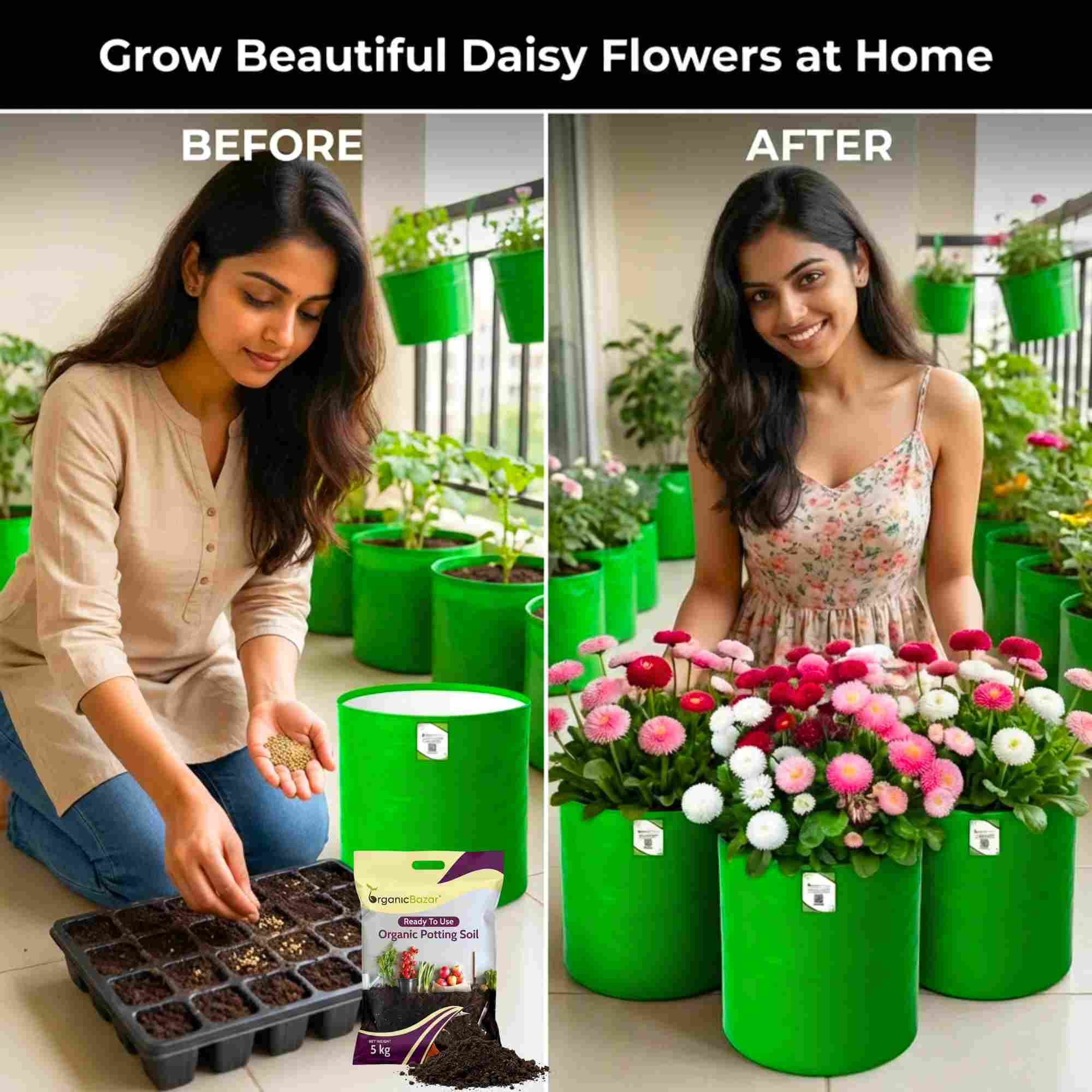Daisy Pomponette Mix Seeds - 300 Seeds (Gulbahar/गुलबहार का बीज) Easy To Grow, High Germination, Perfect for pots, balconies, or Terrace gardens - Image 3