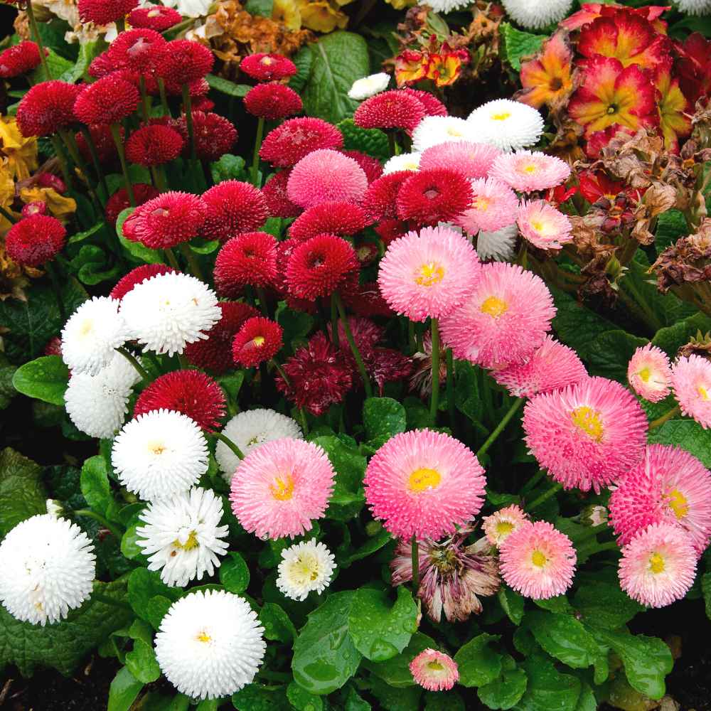 Daisy Pomponette Mix Seeds - 300 Seeds (Gulbahar/गुलबहार का बीज) Easy To Grow, High Germination, Perfect for pots, balconies, or Terrace gardens - Image 4
