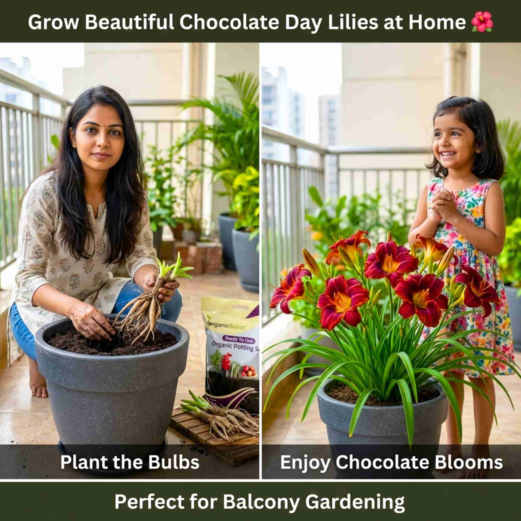 Day lily Chocolate (Dark Brown) Flower Bulbs (05 Bulbs)  Bright & Long-Lasting Garden Blooms - Image 2