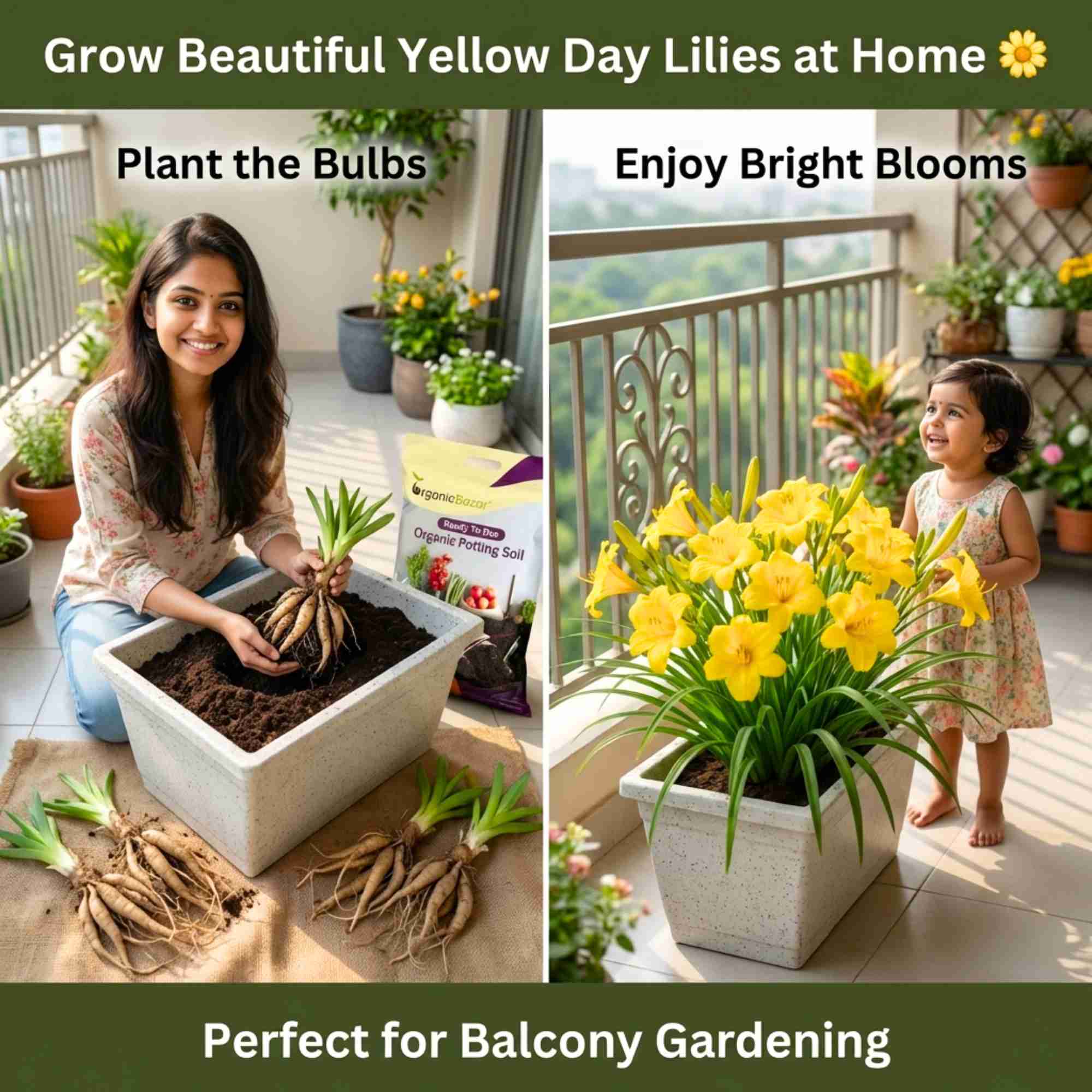 Day Lily Yellow Flower Bulbs (05 Bulbs)  Bright & Long-Lasting Garden Blooms - Image 2