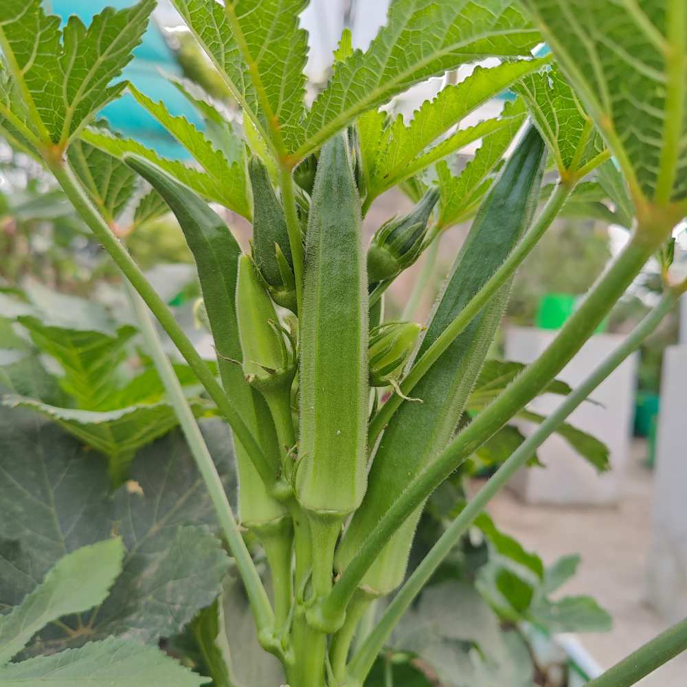 Desi Okra Seeds - 50 Seeds (Desi bhindi/देशी भिन्डी के बीज) Easy To grow, High Germination, High Yield, Desi Okra Seeds for Home Gardening - Image 2