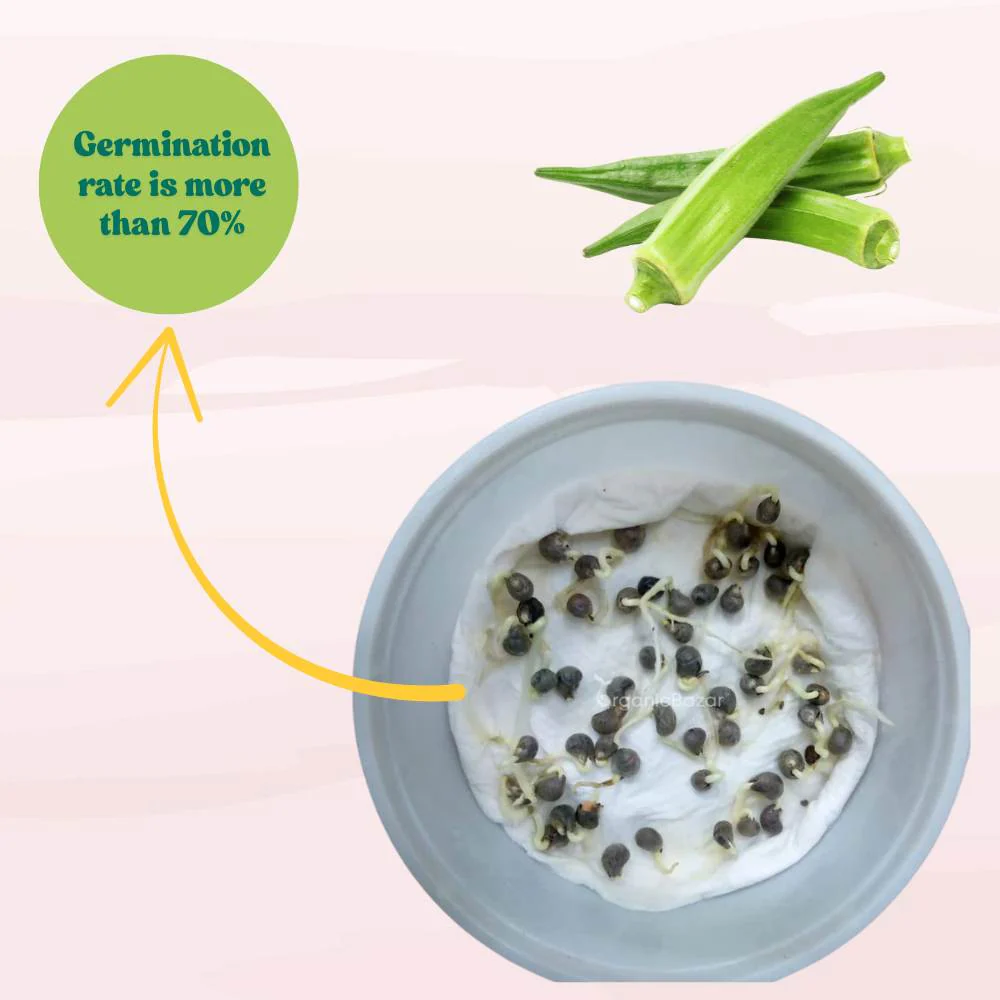 Desi Okra Seeds - 50 Seeds (Desi bhindi/देशी भिन्डी के बीज) Easy To grow, High Germination, High Yield, Desi Okra Seeds for Home Gardening - Image 4