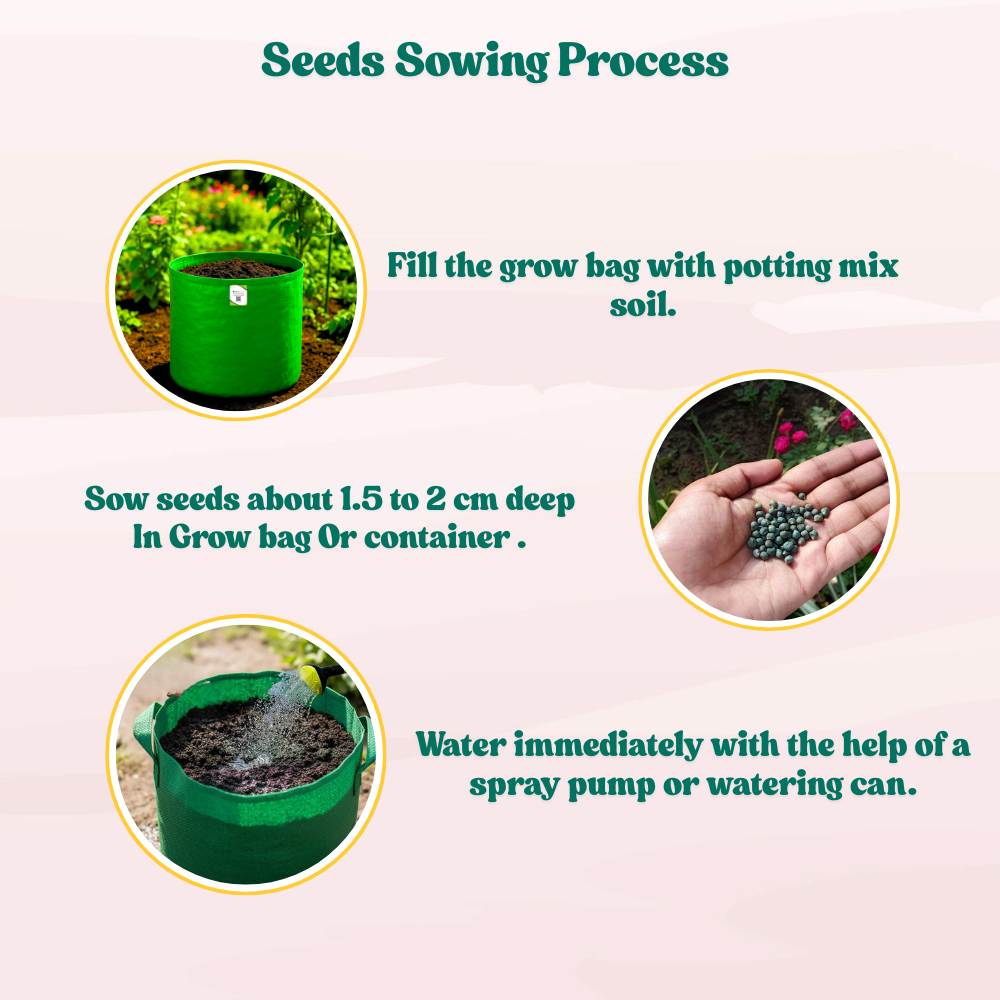 Desi Okra Seeds - 50 Seeds (Desi bhindi/देशी भिन्डी के बीज) Easy To grow, High Germination, High Yield, Desi Okra Seeds for Home Gardening - Image 5