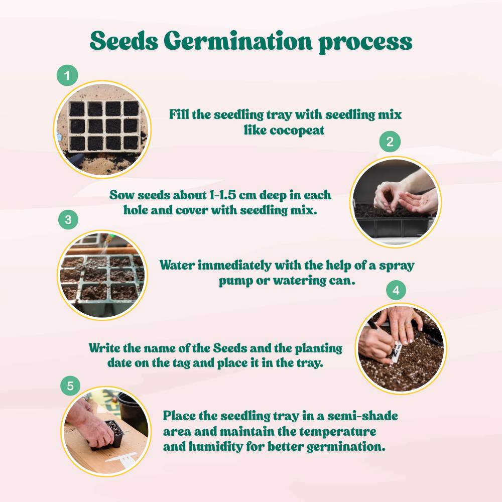 Desi Papaya (Op) Seeds (20 Seeds) High Germination, High-yielding and fast-growing - Image 6