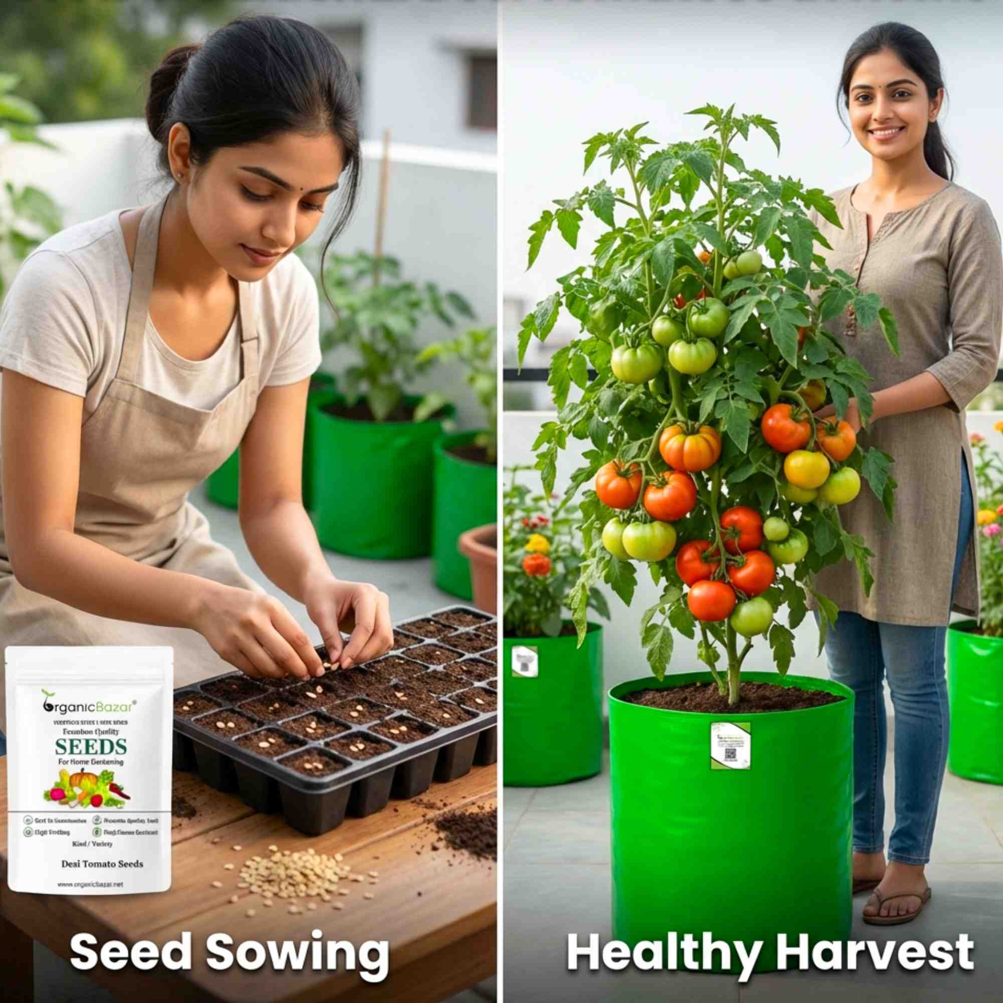 Desi Tomato (Tamatar) Seeds - 50 Seeds (देशी टमाटर के बीज) High Germination/ Easy to Grow/ Ideal for Terrace/Kitchen Gardening - Image 2
