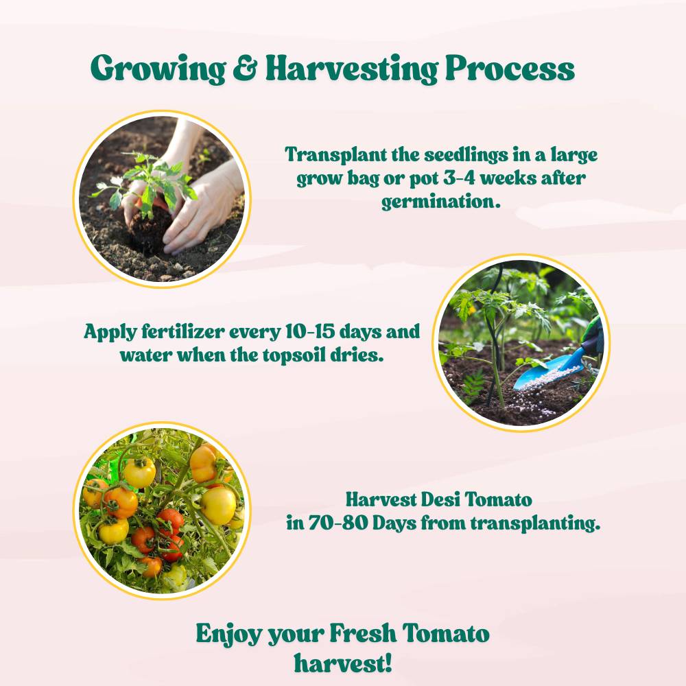 Desi Tomato (Tamatar) Seeds - 50 Seeds (देशी टमाटर के बीज) High Germination/ Easy to Grow/ Ideal for Terrace/Kitchen Gardening - Image 8