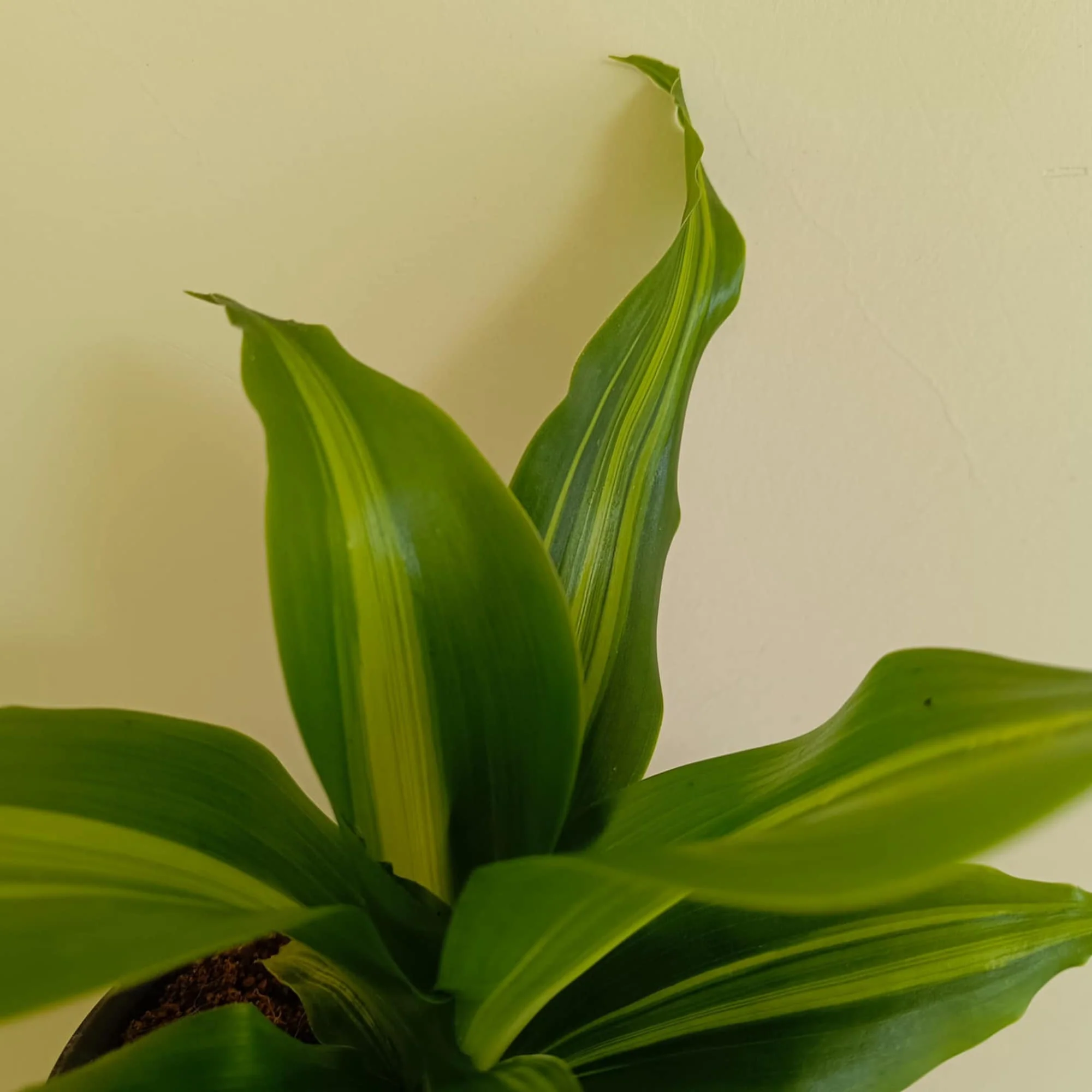 Dracaena Dara Singh Green Live Plant - Image 3
