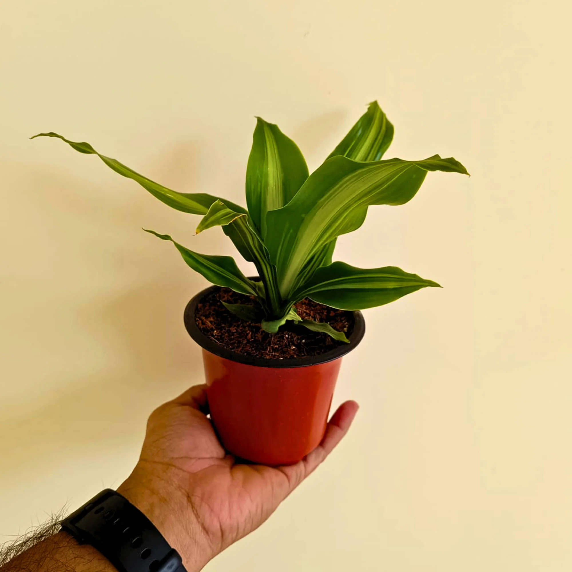 Dracaena Dara Singh Green Live Plant - Image 4