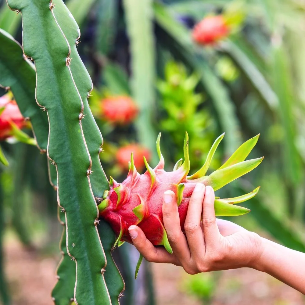 Dragon Fruit Live Plant For Planting in Home Garden - Red - Image 3