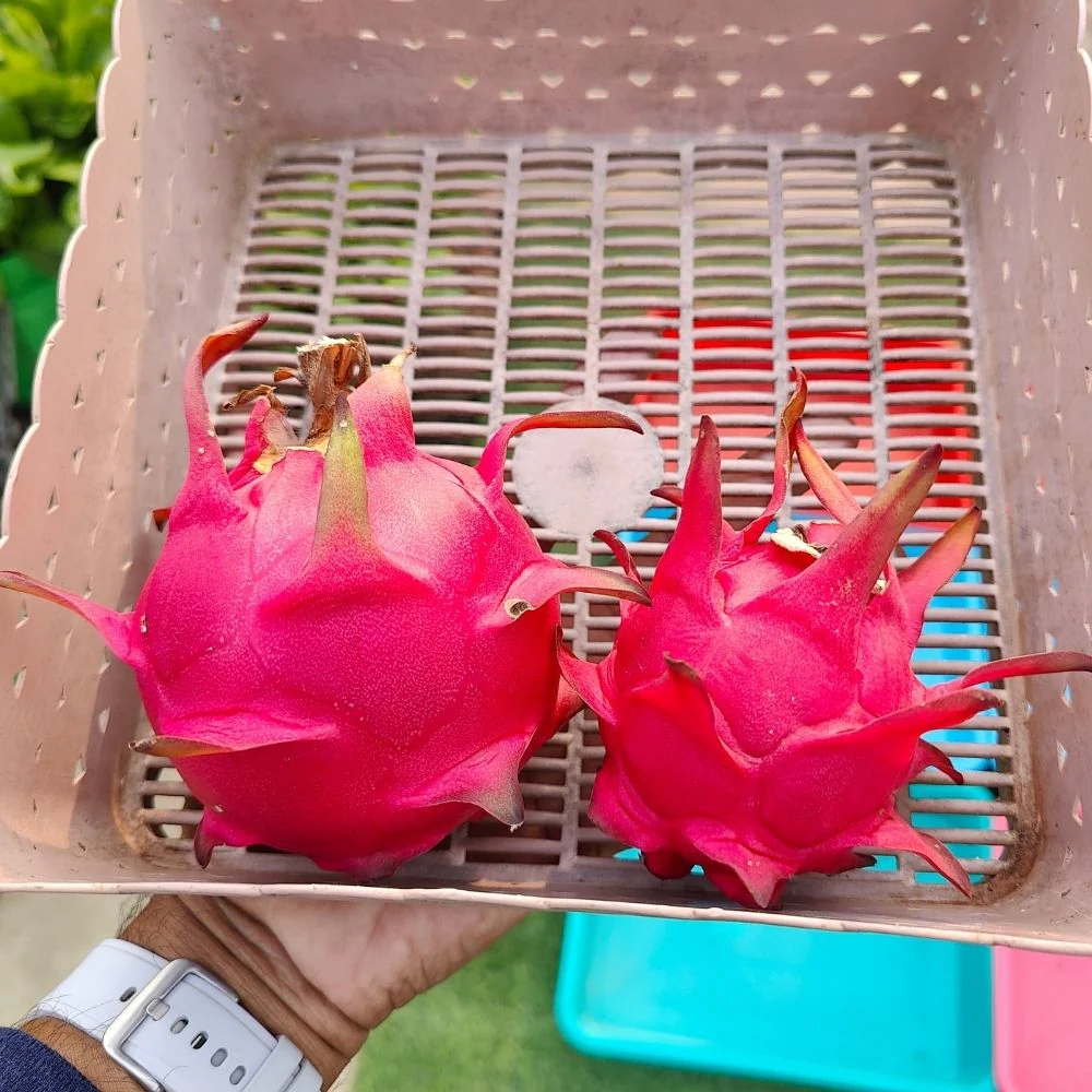 Dragon Fruit Live Plant For Planting in Home Garden - Red - Image 4