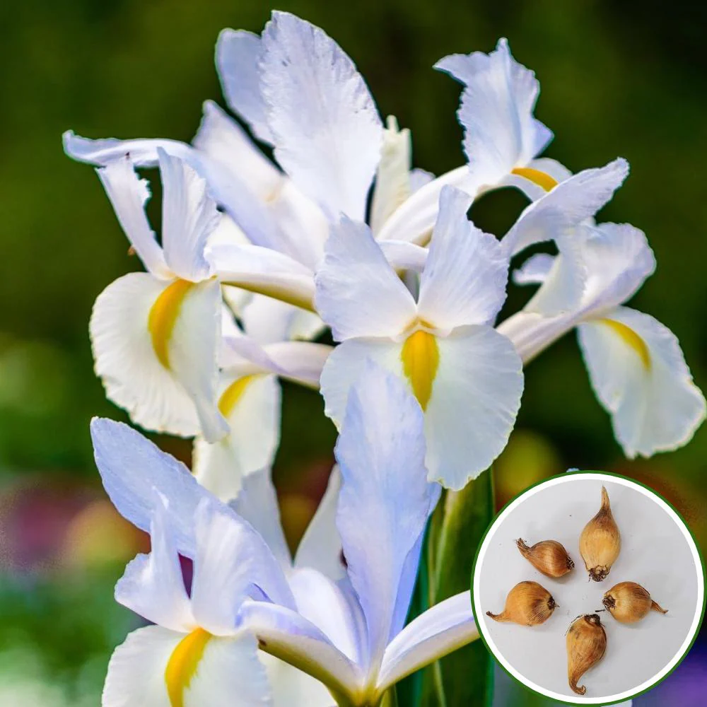 Dutch Iris Apollo Flower Bulbs (05 Bulbs) - Image 3