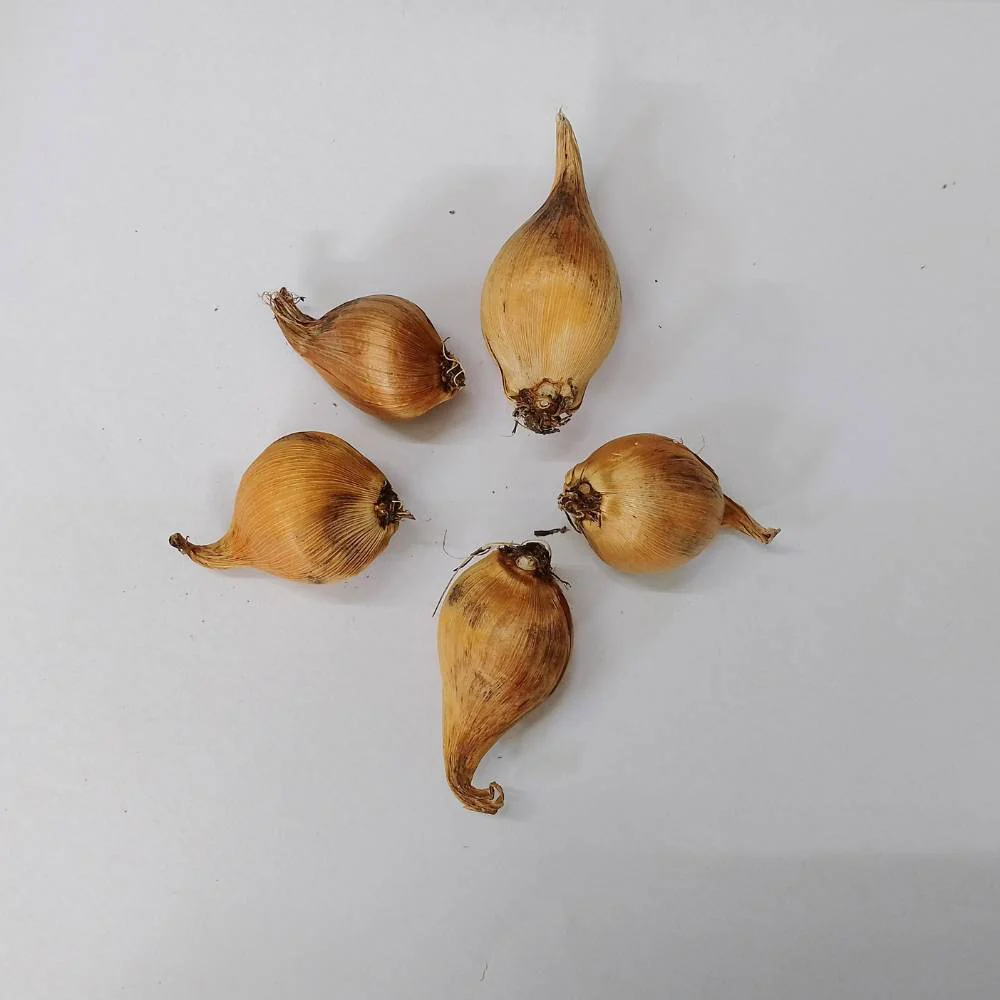 Dutch Iris Apollo Flower Bulbs (05 Bulbs) - Image 4