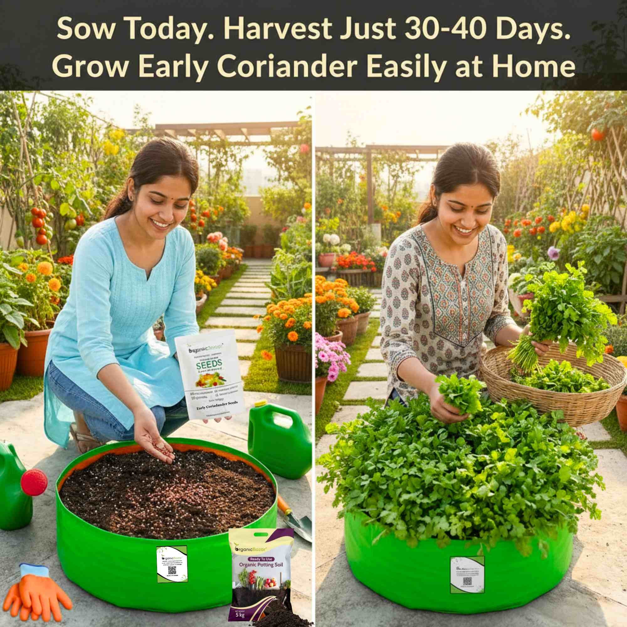 Early Coriander Seeds For Home Gardening Harvest In 4-6 Weeks (1000 Seeds) - Image 2