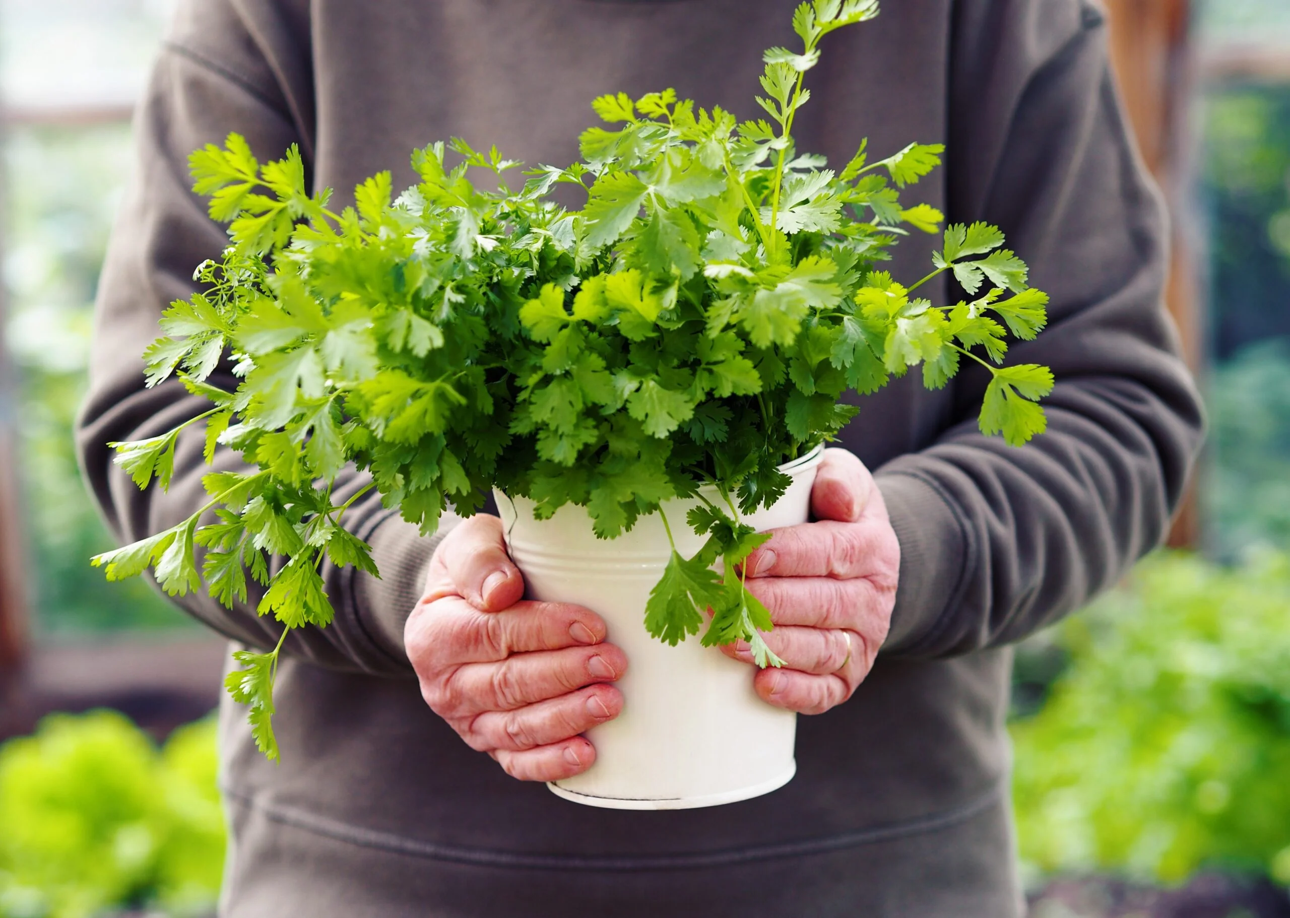 Early Coriander Seeds For Home Gardening Harvest In 4-6 Weeks (1000 Seeds) - Image 3